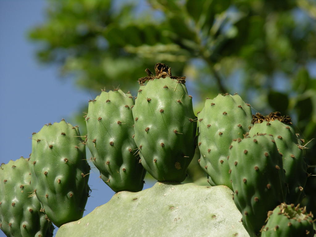 Finca Son Josep De Baix Calas de Mallorca Eksteriør billede
